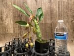 In Spike Cycnoches Cafe au Lait 'Black Gold' x Cyc. The Grinch 'Black Swan' (2” pot) - Image 8