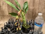 In Spike Cycnoches Cafe au Lait 'Black Gold' x Cyc. The Grinch 'Black Swan' (2” pot) - Image 7