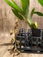 In Spike Cycnoches Cafe au Lait 'Black Gold' x Cyc. The Grinch 'Black Swan' (2” pot) - Image 9