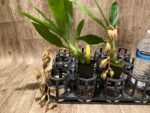 In Spike Cycnoches Cafe au Lait 'Black Gold' x Cyc. The Grinch 'Black Swan' (2” pot) - Image 4