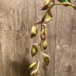 In Spike Cycnoches Cafe au Lait 'Black Gold' x Cyc. The Grinch 'Black Swan' (2” pot)