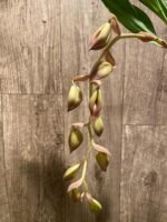 In Spike Cycnoches Cafe au Lait 'Black Gold' x Cyc. The Grinch 'Black Swan' (2” pot)