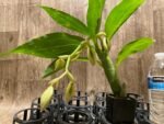 In Spike Cycnoches Baker's Paradise 'Caramel' x Cyc. Cygnus Atratus 'Firebird' AM/AOS (2” pot) - Image 4