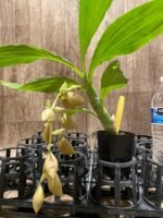 In Spike  Cycnoches Baker's Paradise 'Brown Sugar' × Cyc. barthiorum 'Jungle Mist Freckles' AM/AOS (2” pot) - Image 7