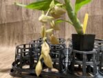 In Spike  Cycnoches Baker's Paradise 'Brown Sugar' × Cyc. barthiorum 'Jungle Mist Freckles' AM/AOS (2” pot) - Image 4