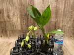 In Spike Cycnoches Alexis Jesus Pardo 'Stardust' × Cyc. Brown's Choice 'Spotted Swan' (2” pot) - Image 4