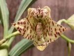 In Spike Cycnoches William Clarke '#2' x Cyc. Brown's Choice 'Spotted Swan' (2” pot) - Image 2