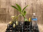 In Spike Cycnoches William Clarke '#2' x Cyc. Brown's Choice 'Spotted Swan' (2” pot) - Image 4