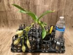 In Spike Cycnoches William Clarke '#2' x Cyc. Brown's Choice 'Spotted Swan' (2” pot) - Image 6