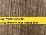 In Spike Cycnoches William Clarke '#2' x Cyc. Brown's Choice 'Spotted Swan' (2” pot) - Image 7