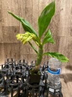 In Spike Cycnoches Richard Brandon 'SVO'  x Cyc. The Grinch 'Black Wings' AM/AOS (2” pot) - Image 5