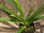 Paph. Hirsutissimum var. Esquirolei (Taiwan × JEM) x Sib  Quadruple Growths (3.5” pot) - Image 8