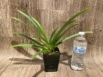 Paph. Hirsutissimum var. Esquirolei (Taiwan × JEM) x Sib  Quadruple Growths (3.5” pot) - Image 11