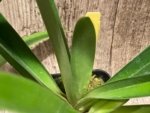Bud Forming - Paph. Hirsutissimum var. Esquirolei (Taiwan × JEM) x Sib with one new growth (3.5” pot) - Image 5