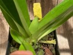 Bud Forming - Paph. Hirsutissimum var. Esquirolei (Taiwan × JEM) x Sib with one new growth (3.5” pot) - Image 6