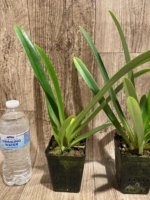Bud Forming - Paph. Hirsutissimum var. Esquirolei (Taiwan × JEM) x Sib with one new growth (3.5” pot) - Image 10