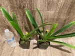 Bud Forming - Paph. Hirsutissimum var. Esquirolei (Taiwan × JEM) x Sib with one new growth (3.5” pot) - Image 8