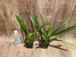 Bud Forming - Paph. Hirsutissimum var. Esquirolei (Taiwan × JEM) x Sib with one new growth (3.5” pot) - Image 11