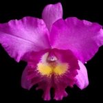 In Bud Pot. Hsinying Pink Doll (3.5" pot)