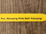 In Bud Pot. Hsinying Pink Doll (3.5" pot) - Image 7