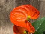Anthurium Orange (4” pot)