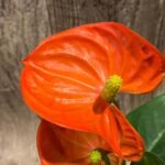 Anthurium Orange (4” pot)