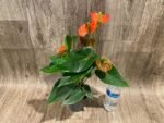 Anthurium Orange (4” pot) - Image 3