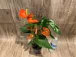 Anthurium Orange (4” pot) - Image 5