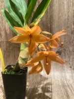 In Bloom Cycnoches William Clarke '#2' × Cyc. Richard Brandon 'Spotted Lip' (2” pot) - Image 3
