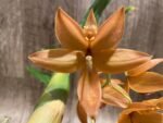 In Bloom Cycnoches William Clarke '#2' × Cyc. Richard Brandon 'Spotted Lip' (2” pot)