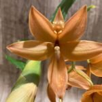 In Bloom Cycnoches William Clarke '#2' × Cyc. Richard Brandon 'Spotted Lip' (2” pot)