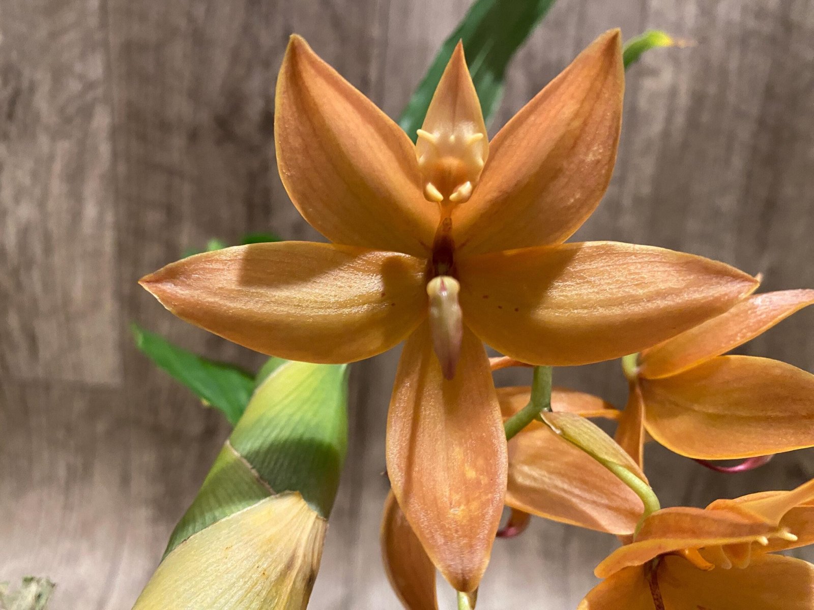 il_fullxfull.8540380634_pdrv.jpg In Bloom Cycnoches William Clarke '#2' × Cyc. Richard Brandon 'Spotted Lip' (2” pot) - Image 1