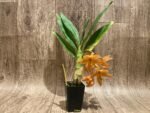 In Bloom Cycnoches William Clarke '#2' × Cyc. Richard Brandon 'Spotted Lip' (2” pot) - Image 4