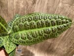 Ardisia sp (Labisia sp) Turtle Back XL (4” pot) - Image 2