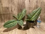 Ardisia sp (Labisia sp) Turtle Back XL (4” pot) - Image 12