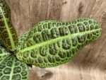 Ardisia sp (Labisia sp) Turtle Back XL (4” pot) - Image 3