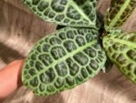 Ardisia sp (Labisia sp) Turtle Back XL (4” pot)