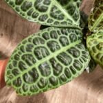 Ardisia sp (Labisia sp) Turtle Back XL (4” pot)