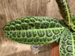 Ardisia sp (Labisia sp) Turtle Back XL (4” pot) - Image 4
