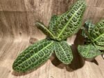 Ardisia sp (Labisia sp) Turtle Back XL (4” pot) - Image 9