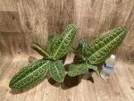 Ardisia sp (Labisia sp) Turtle Back XL (4” pot) - Image 11