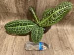 Ardisia sp (Labisia sp) Turtle Back XL (4” pot) - Image 5