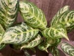 Aglaonema commutatum (4” pot)
