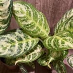 Aglaonema commutatum (4” pot)