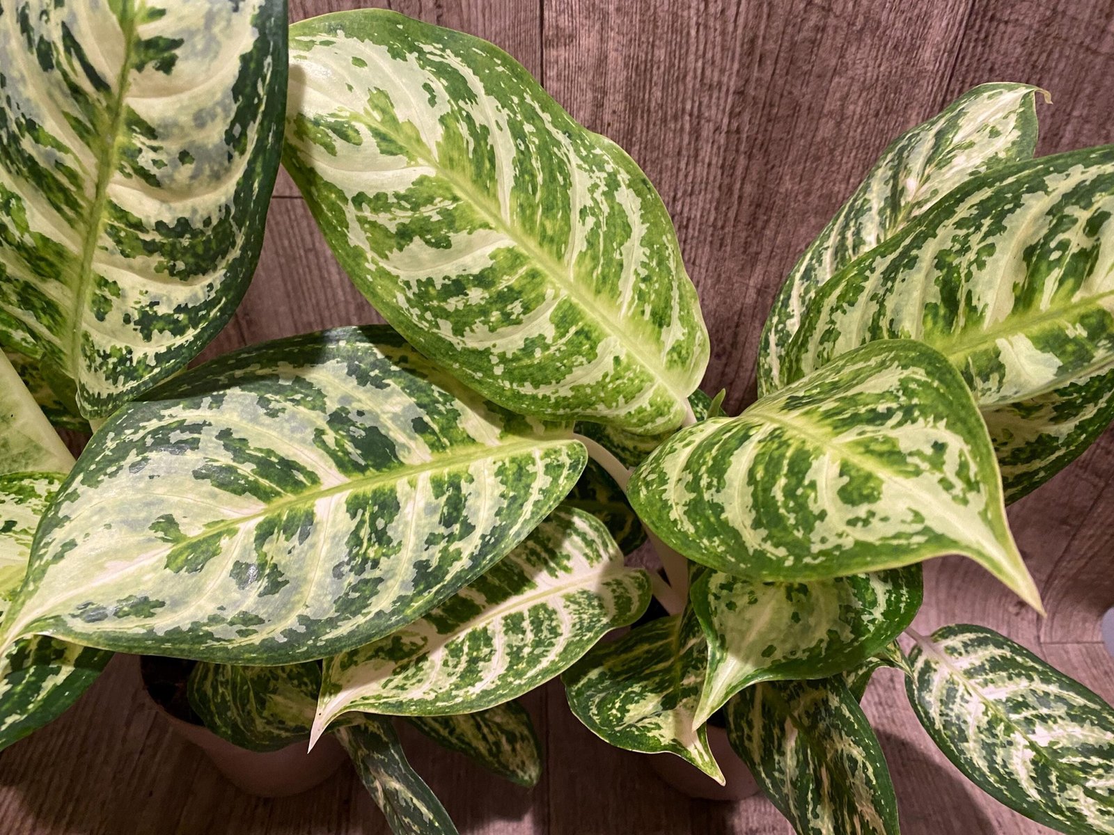 il_fullxfull.8545149556_pl9a.jpg Aglaonema commutatum (4” pot) - Image 1