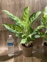 Aglaonema commutatum (4” pot) - Image 8