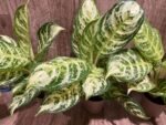 Aglaonema commutatum (4” pot) - Image 3