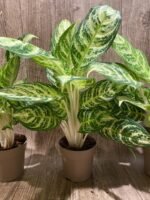 Aglaonema commutatum (4” pot) - Image 7