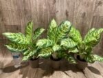 Aglaonema commutatum (4” pot) - Image 10