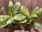 Aglaonema commutatum (4” pot) - Image 6